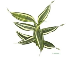 DENNERLE Witbonte Drakenboom - Dracaena Sanderiana