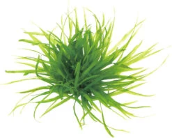 DENNERLE Grasachtige Waterplant - Blyxa Japonica