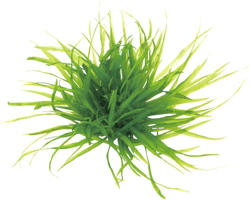 DENNERLE Grasachtige Waterplant - Blyxa Japonica 1 DENNERLE Grasachtige Waterplant - Blyxa Japonica