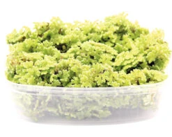 DENNERLE Zwemvaren - Azolla Filiculoides Port.