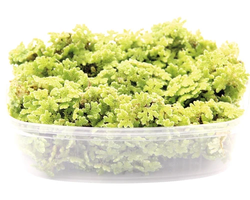 DENNERLE Zwemvaren - Azolla Filiculoides Port. 1 DENNERLE Zwemvaren - Azolla Filiculoides Port.
