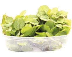DENNERLE Vlotvaren - Salvinia Auriculata Port.