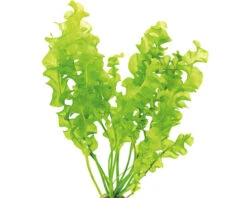 DENNERLE Zeesla Fonteinkruid - Aponogeton Ulvaceus