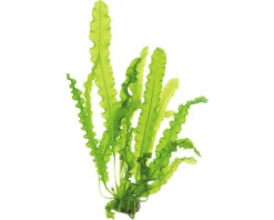 DENNERLE Knolplant - Aponogeton Longiplumulosus