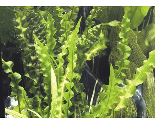 DENNERLE Knolplant - Aponogeton Longiplumulosus 2 DENNERLE Knolplant - Aponogeton Longiplumulosus - Afbeelding 2