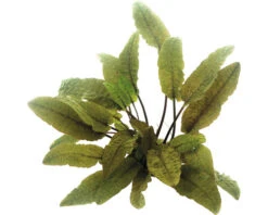 DENNERLE Bruine Waterkelk - Cryptocoryne Wendtii Tropica