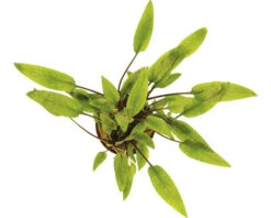 DENNERLE Waterkelk - Cryptocoryne Lutea
