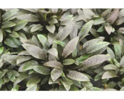 DENNERLE Bruine Waterkelk - Cryptocoryne Wendtii -Huisdierenaquarium Winkel DV 8 8339175 02 4c DE 20200812201653