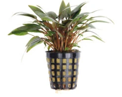 Huisdierenaquarium Winkel -Huisdierenaquarium Winkel DV 8 8339175 03 4c DE 20211005194659