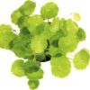 DENNERLE Waternavel - Hydrocotyle Verticillata