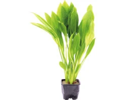 DENNERLE Grote Amazona Zwaardplant - Echinodorus Bleheri