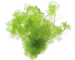 DENNERLE Waterwaaier - Cabomba Aquatica