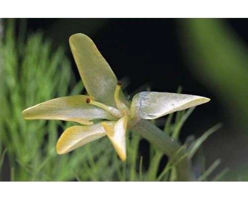 DENNERLE Waterwaaier - Cabomba Aquatica 3 DENNERLE Waterwaaier - Cabomba Aquatica - Afbeelding 3