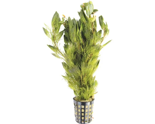 DENNERLE Waterwaaier - Cabomba Aquatica 2 DENNERLE Waterwaaier - Cabomba Aquatica - Afbeelding 2