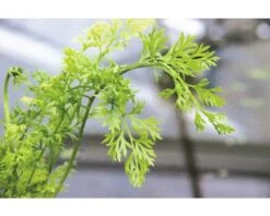 DENNERLE Sumatravaren - Ceratopteris Thalictroides -Huisdierenaquarium Winkel DV 8 8339201 02 4c DE 20200812201653