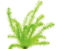 DENNERLE Argentijnse Waterpest Tropische Soort - Egeria Densa, Tropisch