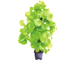 DENNERLE Braziliaanse Waternavel - Hydrocotyle Leucocephala