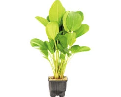 DENNERLE Zwaardplant "kleine Beer" - Echinodorus Dschungelstar Nr. 2