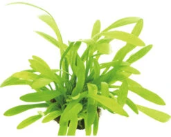 DENNERLE Dwerg Pijlkruid - Sagittaria Subulalta Var. Pusilla