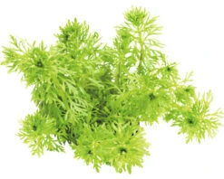 DENNERLE Kleine Ambulia - Limnophila Sessiliflora