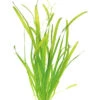 DENNERLE Reuze Moerasplant - Vallisneria Australis Gigantea