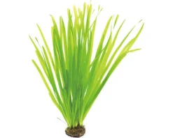 DENNERLE Gladbladige Moerasplant - Vallisneria Spiralis