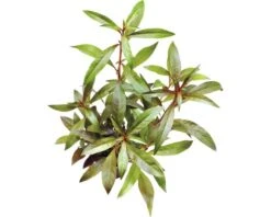 DENNERLE Rode Ster - Ludwigia Glandulosa Perennis