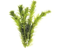 DENNERLE Argentijnse Waterpest - Egeria Densa Spezial