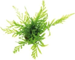 DENNERLE Congovaren - Bolbitis Heudelotii