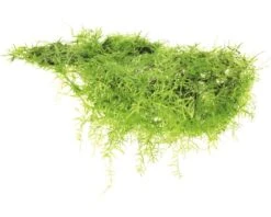 DENNERLE Mos - Taxiphyllum Barbieri Pad