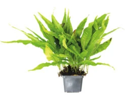 DENNERLE Javavaren - Microsorum Pteropus Sp.