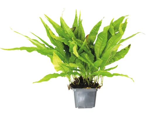 DENNERLE Javavaren - Microsorum Pteropus Sp. 1 DENNERLE Javavaren - Microsorum Pteropus Sp.