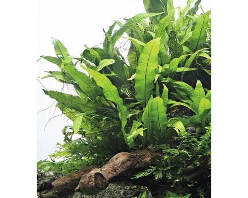 DENNERLE Javavaren - Microsorum Pteropus Sp. 2 DENNERLE Javavaren - Microsorum Pteropus Sp. - Afbeelding 2