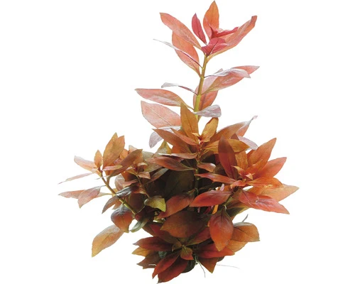 DENNERLE Ludwigia Robijn - Ludwigia Repens 'Rubin' 1 DENNERLE Ludwigia Robijn - Ludwigia Repens 'Rubin'