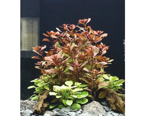 DENNERLE Ludwigia Robijn - Ludwigia Repens 'Rubin' 2 DENNERLE Ludwigia Robijn - Ludwigia Repens 'Rubin' - Afbeelding 2