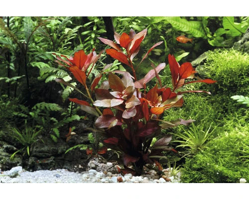 DENNERLE Ludwigia Robijn - Ludwigia Repens 'Rubin' 3 DENNERLE Ludwigia Robijn - Ludwigia Repens 'Rubin' - Afbeelding 3