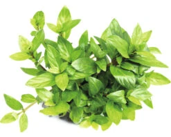 DENNERLE Kruipende Styrogyne - Staurogyne Repens