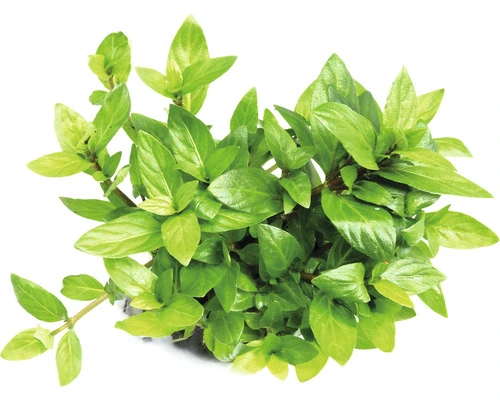 DENNERLE Kruipende Styrogyne - Staurogyne Repens 1 DENNERLE Kruipende Styrogyne - Staurogyne Repens