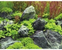 Huisdierenaquarium Winkel -Huisdierenaquarium Winkel DV 8 8339287 02 4c DE 20200814104755