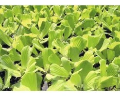 Huisdierenaquarium Winkel -Huisdierenaquarium Winkel DV 8 8339320 02 4c DE 20200814104755