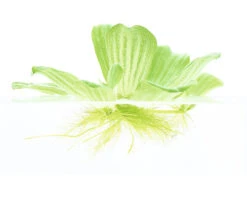 DENNERLE Waterplant - Pistia Stratiotes