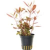 DENNERLE Waterplant - Alternanthera Reineckii Mini