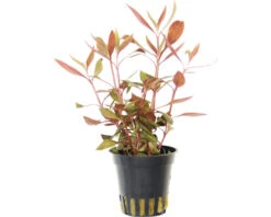 DENNERLE Waterplant - Alternanthera Reineckii Mini