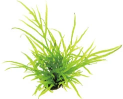 DENNERLE Javavaren - Microsorum Pteropus Trident