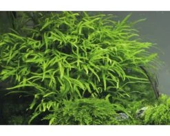 DENNERLE Javavaren - Microsorum Pteropus Trident -Huisdierenaquarium Winkel DV 8 8442857 02 4c DE 20200814104755