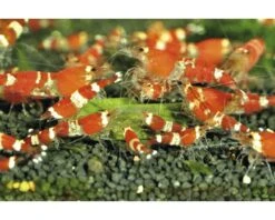 DENNERLE Nano Crusta Spinaziestixx 30 Gr