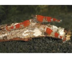 DENNERLE Nano Catappa Barks, 6,8 Gr