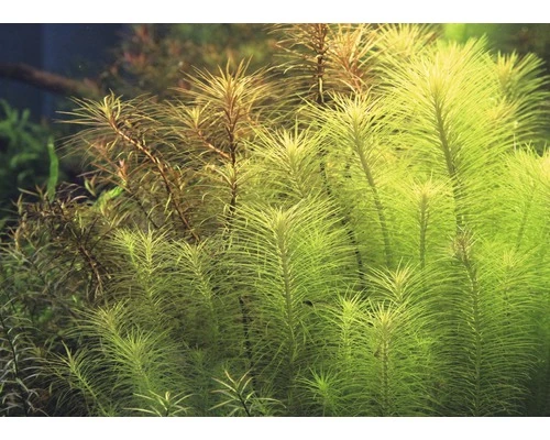 DENNERLE Kleine Waterster - Pogostemon Deccanensis 2 DENNERLE Kleine Waterster - Pogostemon Deccanensis - Afbeelding 2