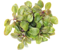 DENNERLE Kardinaalslobelia - Lobelia Cardinalis Mini