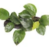 DENNERLE Dwergspeerblad Rond - Anubias Barteri